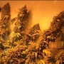 Сорт семян каннабиса White Widow Feminised Gold